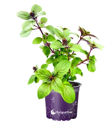 Produktbild von Strauchbasilikum African Blue Ocimum kiliman.x basilicum