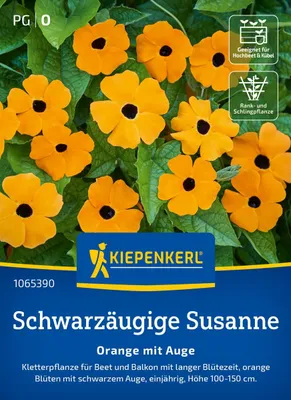 Produktbild von Kiepenkerl Schwarzäugige Susanne Samen Orange mit Auge Thunbergia alata 20 Pflanzen