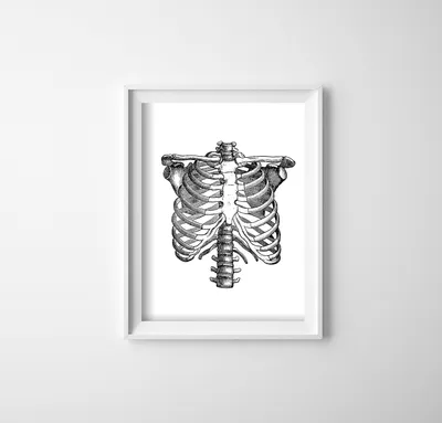 Produktbild von Poster - Canvas - Leinwand - 42 cm x 59,4 cm – Anatomisches Skelett