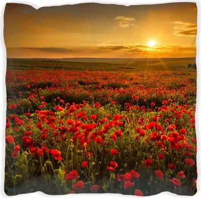 Produktbild von Wallario Premium Kissen, weiche Oberfläche, mit Motiv Mohnblumenwiese bei Sonnenuntergang am Abend, Größe: 60 x 60 cm, mit weißer Rückseite