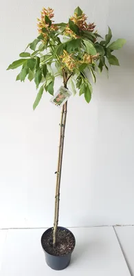 Produktbild von Aesculus parviflora 'Rosea Nana'- Halbstamm, Kleinblütige Rosskastanie, Höhe inklusive Topf: 160-170 cm