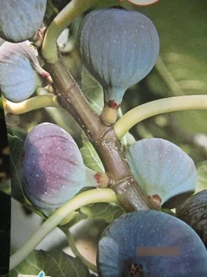 Produktbild von Ficus carica Dauphine - Feige carica Dauphine