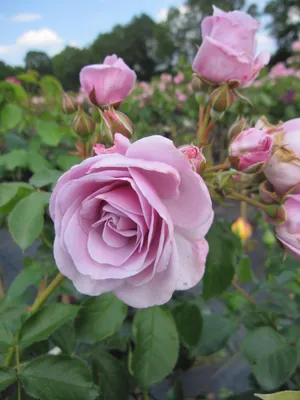 Produktbild von Rosa Nautica ® - Hochstammrose - ADR Rose - Kordes Rose