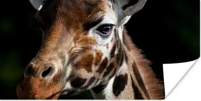 Produktbild von MuchoWow® Poster Giraffe - Leicht - Schwarz 40x20 cm