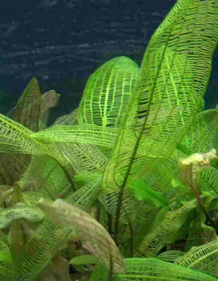 Produktbild von Aponogeton Madagascariensis, Breite Gitterpflanze