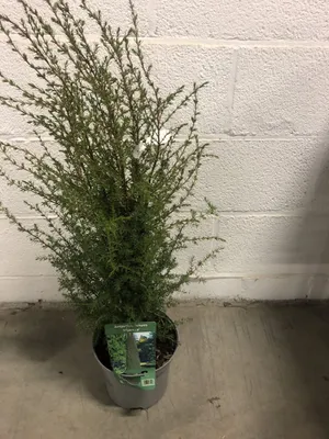 Produktbild von Juniperus communis 'Hibernica' - Irischer Säulenwacholder 30-40 cm container