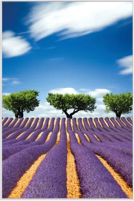 Produktbild von Wallario Wandbild Abstraktes lila Blumenfeld mit Lavendel, Größe: 61 x 91,50 cm, Poster mit weißem Aluminiumrahmen