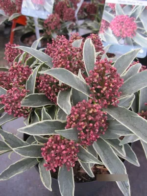 Produktbild von Skimmia japonica Mystic Marlot - Japanische Blütenskimmie - 15-20cm