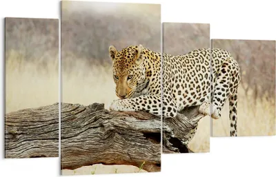 Produktbild von Bild auf Leinwand - Leinwandbild - Afrika Leopard Katze Safari - 120x70cm - Wand Bild - Wanddeko - Leinwanddruck - Bilder - Kunstdruck - Wanddekoration - Leinwand bilder - Wandkunst - DL120x70-2599