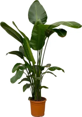 Produktbild von Trendyplants - Strelitzia Nicolai - Paradiesvogelblume - Zimmerpflanze - Höhe 240-260 cm - Topfgröße Ø50cm