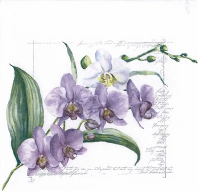 Produktbild von Servietten Papier 33x33cm 3-lag. Orchideen Blumenmotiv 20 Stk. Violett