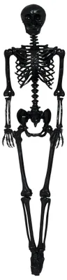 Image de Guirca Skelett 160 Cm One Size