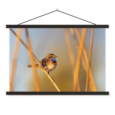 Produktbild von MuchoWow® Textilposter Vögel - Blaukehlchen - Schilf 150x100 cm mit schwarzem Rahmen - Schlafzimmer