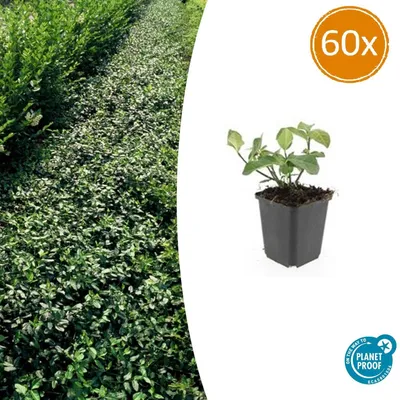 Image de Couvre-sol - Fusain - Euonymus fortunei 'Dart's Blanket' - pot de 9cm - Set de 60 plantes