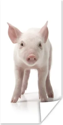 Produktbild von MuchoWow® Poster Schwein - Tiere - Weiß 20x40 cm - Plakat - Foto