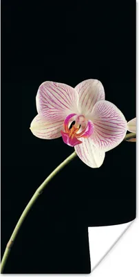 Produktbild von MuchoWow® Poster Orchidee - Blumen - Schwarz - Rosa - Knöpfe 40x80 cm - Dekoration