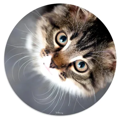 Produktbild von Rundes Mauspad mit Katzenmotiv Ø 22 cm für Mädchen und Frauen