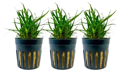 Immagine prodotto di Pianta da acquario 3 pezzi Eriocaulon sp. 'Vietnam' Piante acquatiche AquaOne n. 391A