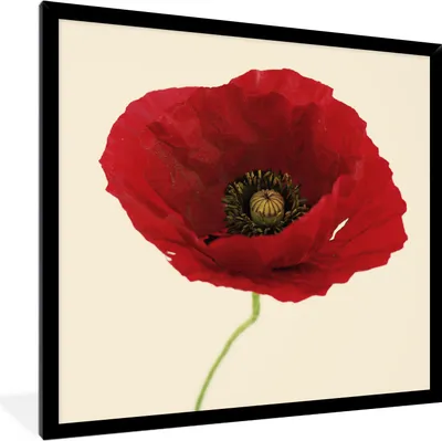 Produktbild von MuchoWow® Gerahmtes Poster Nahaufnahme einer roten Mohnblume 40x40 cm - Poster mit Schwarzem Bilderrahmen Wandposter Rahmen Foto Bilder - Mit Rahmen - Wanddekoration Schlafzimmer