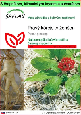 Obrázok produktu pre SAFLAX Garden to go - Pravý kórejský ženšen - Panax ginseng - 10 Semená - S črepníkom, klimatickým vekom a pestovateľským substrátom