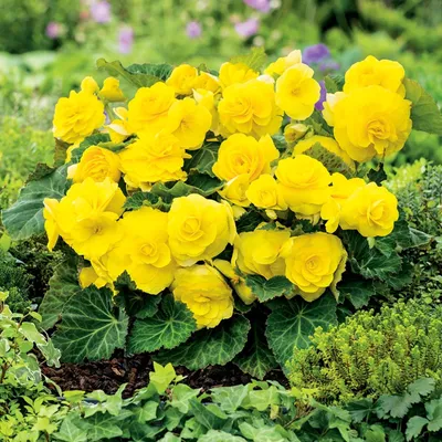 Image de Bégonia Non-Stop Niska Yellow Jaune 1 pièce bégonias plants plant bulbe