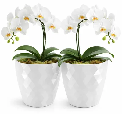 Imagen del producto de Juego de 2 macetas decorativas, redondas, de plástico blanco, con un diámetro de 18 cm