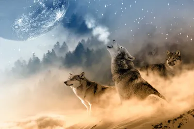 Produktbild von hansepuzzle 35424 - Wolf Puzzle, 2000 Teile, Tierwelt, 90,0 x 60,0cm mit hochwertiger Aufbewahrung, Kartonbox und wiederverschließbarem Beutel