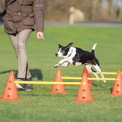 Immagine prodotto di Set di agility per cani Famanu – Ostacoli regolabili per l'allenamento della coordinazione