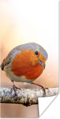 Produktbild von MuchoWow® Poster Rotkehlchen - Ast - Baum 20x40 cm - Plakat - Foto