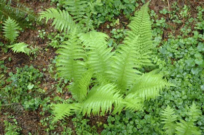 Produktbild von Polystichum setiferum 'Proliferum', Schildfarn, ca. 9x9 cm Topf