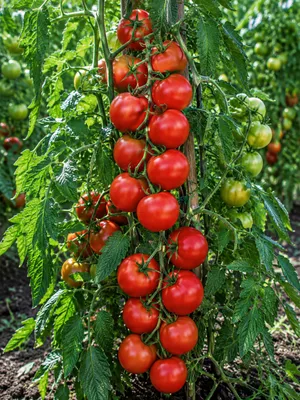 Produktbild von SaatPilot Tomate 'Moneymaker' 500 Samen Stabtomate