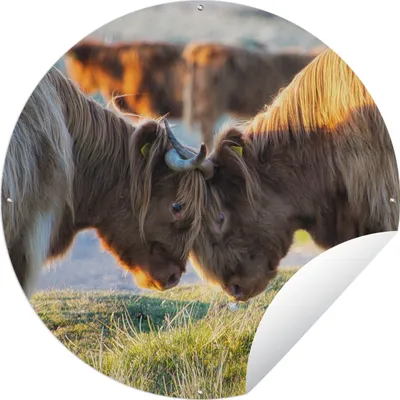 Produktbild von MuchoWow® Gartenposter Outdoor-Poster Rund Schottische Highlander - Tiere - Sonne Ø 60 cm Gartendeko Rundes Poster draußen