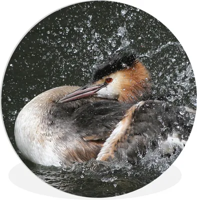 Produktbild von MuchoWow® Rundes Wandbild - Runde Bilder Haubentaucher - Wasser - Vogel Ø 60 cm Kreis Wanddekoration Kunststoff - Wandkreis - Wandschmuck - Wand Kreis - Das Schlafzimmer - Die Bilder - Wandmalerei - Kunst für das Haus - das Plastik