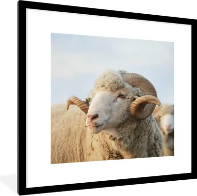 Produktbild von MuchoWow® Gerahmtes Poster Schafe - Widder - Hörner 40x40 cm - Poster mit Schwarzem Bilderrahmen Wandposter Rahmen Foto Bilder - Poster - Plakat im Rahmen