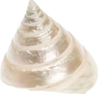 Produktbild von Trochus pyramis, Größe ca. 5cm | Deko-Schnecke