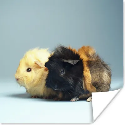 Produktbild von MuchoWow® Poster Zwei kleine Meerschweinchen 100x100 cm - Babyzimmer