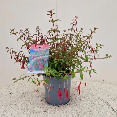 Obrázok produktu pre Fuchsia magellanica 'Riccartonii' – fuchsia | 30–35 cm v črepníku