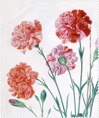 Produktbild von Reinigungstuch Brillenputztuch Nelken, Microfasertuch Brillenputztücher Tuch Blumen