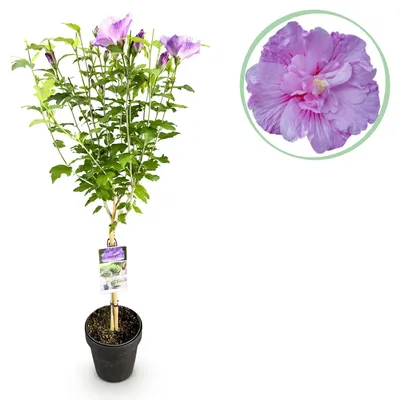 Image de Green boutiQ - Arbre à tige - Hibiscus syriacus Lavendor Chiffon® - Plante de terrasse - À feuilles caduques - Rustique - Fleurs violettes - Pot de 19 cm, hauteur 90 cm