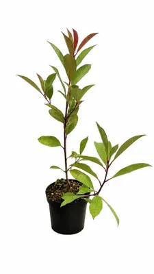 Produktbild von Rote Glanzmispel Red Robin 40–60 cm | Photinia fraseri | Immergrüne Heckenpflanze | Winterhart | Roter Austrieb | Heckenpflanze