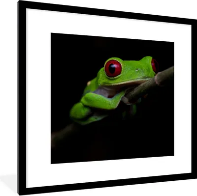 Produktbild von MuchoWow® Gerahmtes Poster Rotäugiger Quecksilberfrosch auf schwarzem Hintergrund 40x40 cm - Poster mit Schwarzem Bilderrahmen Wandposter Rahmen Foto Bilder - Poster - Plakat im Rahmen