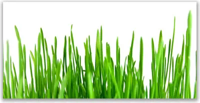 Produktbild von Tulup Leinwand-Bilder 140x70 Wandbild Canvas Kunstdruck Gras Pflanzen