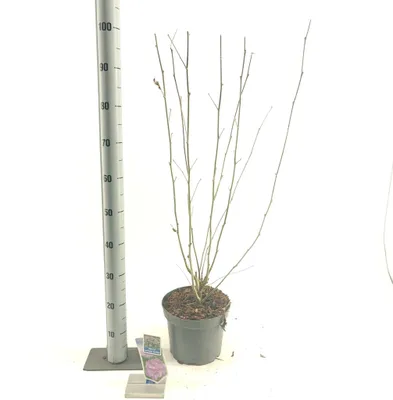 Produktbild von Hibiscus syriacus Lavender Chiffon ('Notwoodone'PBR) - Garteneibisch | 30 cm im Topf