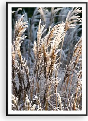 Produktbild von Gerahmtes Poster - Schwarzer Rahmen - Stock Ähren Boho - 70x100 cm - Wand Bild - Wanddeko - Wandbilder - Kunstposter - Wandposter - Bilderrahmen - Bilder - Kunstdruck - P2BPA70x100-4523