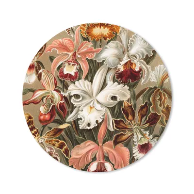 Produktbild von MuchoWow® Mauspad Mousepad Orchidee - Ernst Haeckel 20x20 cm - Mousepads - Maus Mat - Pad - Mausunterlage - Schreibtischmatte