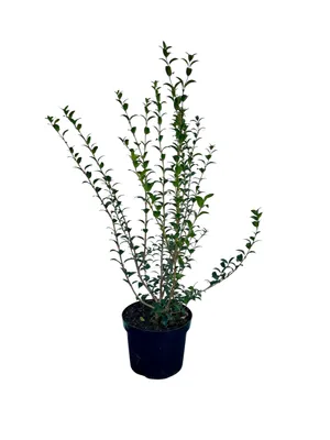 Obrázok produktu pre Osmanthus burkwoodii - Čínsky voňavý kvet 60-80 cm | Kontajner