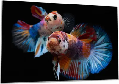 Produktbild von Wallario Herdabdeckplatte aus Glas, Größe 80 x 52 cm 1-teilig, Motiv Tanz unter Wasser