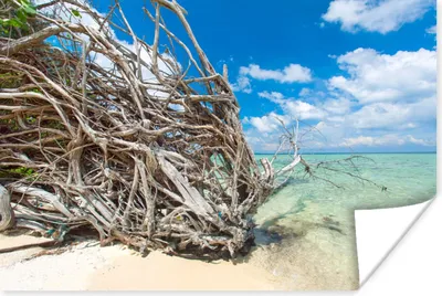 Produktbild von MuchoWow® Poster Strand - Äste - Tropisch - Meer 180x120 cm - Fotoplakat