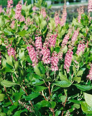 Produktbild von Süßpfeifenstrauch Ruby Spice 60-80 cm, im Topf - Clethra alnifolia