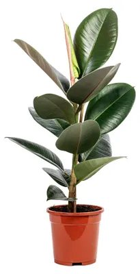 Produktbild von Gummibaum - pflegeleichte Zimmerpflanze, Ficus elastica 'Robusta' - Höhe ca. 50 cm, Topf-Ø 17 cm